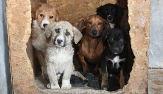 kutyák, állatmenhely, adóbevallás, adó 1+1