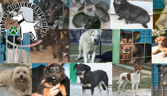 kutyaotthon, adóegyszázalék, adó 1+1