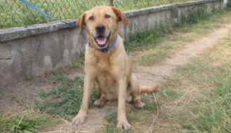 állatmenhely, adóbevallás, adó 1 százalék