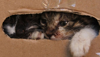 állatok, kutyusok, személyi jövedelemadó, adó 1 százalék