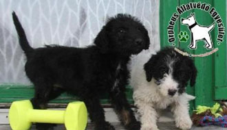 állatmenhely támogatás személyi jövedelemadó 1 százalék